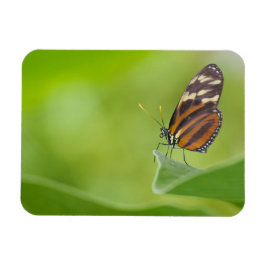 Íman Borboleta de Tiger Longwing