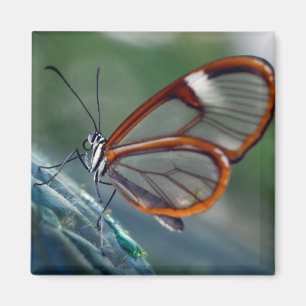 Íman borboleta de vidro da costa rica