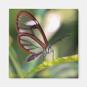 Íman borboleta de vidro da costa rica