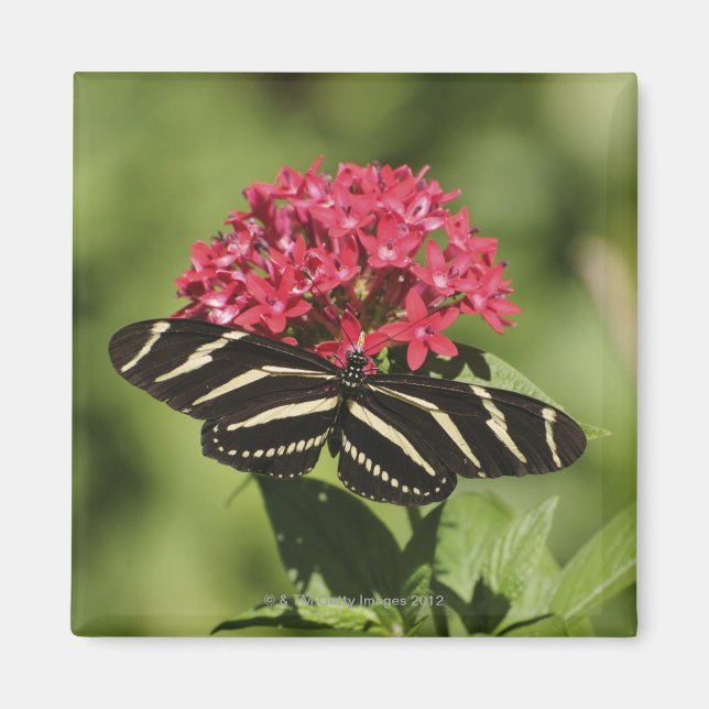 Íman Borboleta-de-vidro-zebra, Heliconius (Frente)