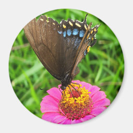 Íman Borboleta-do-breu-preto sobre uma flor rosa