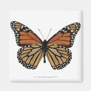 Íman Borboleta do Danaus de Plexippus
