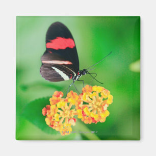 Íman Borboleta do rosina do carteiro que recolhe o