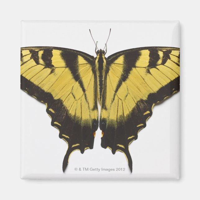 Íman Borboleta do Swallowtail de Tigre Ocidental (Frente)