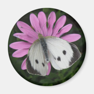 Íman Borboleta e Flor Cor-de-Rosa