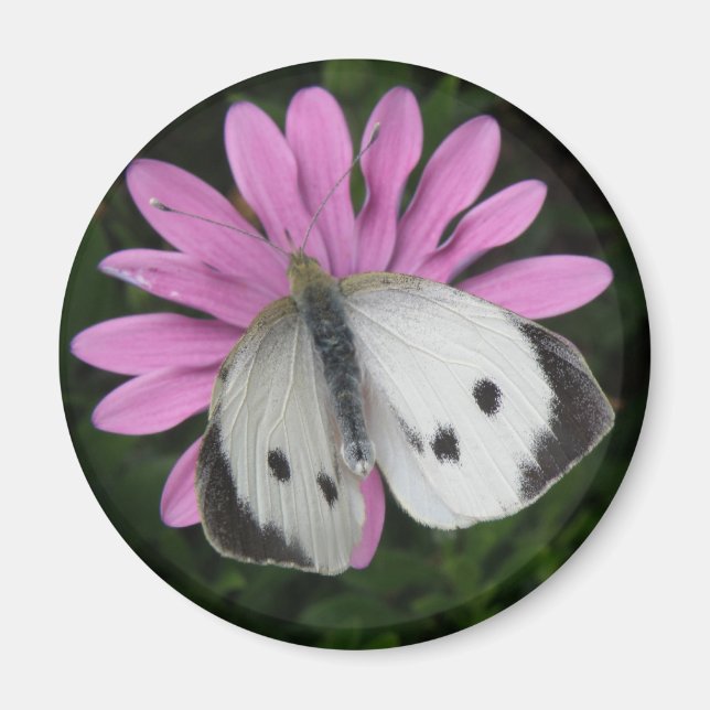 Íman Borboleta e Flor Rosa (Frente)