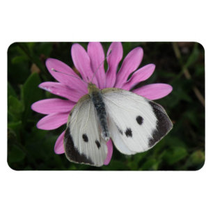 Íman Borboleta e Flor Rosa Premium Magnet