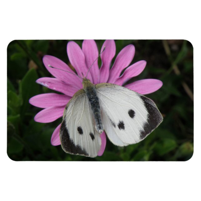 Íman Borboleta e Flor Rosa Premium Magnet (Horizontal)