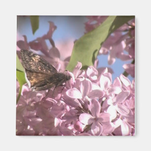 Íman Borboleta e Magnete Lilac