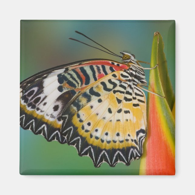 Íman Borboleta em Flor Tropical (Frente)