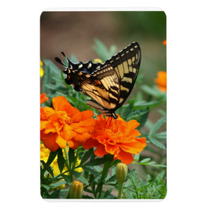 Íman Borboleta em Flores Laranja e Amarelas Premium