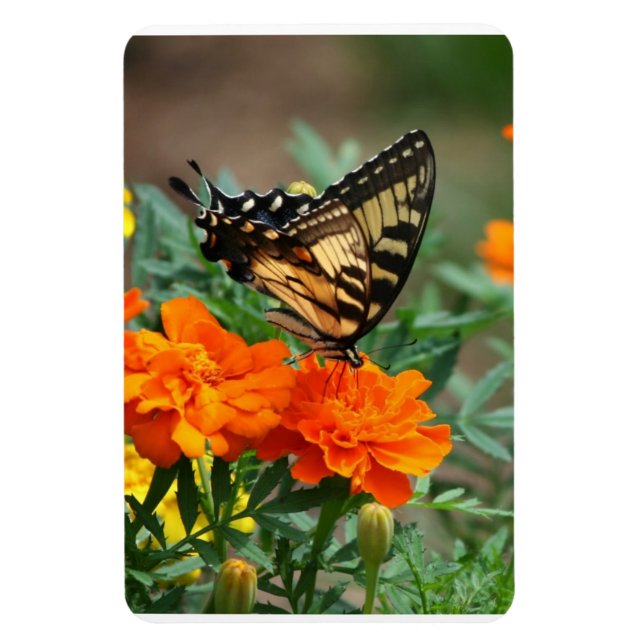 Íman Borboleta em Flores Laranja e Amarelas Premium (Vertical)