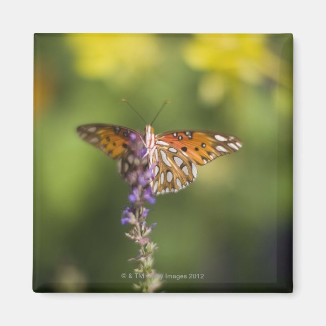 Íman Borboleta em flores silvestres (Frente)