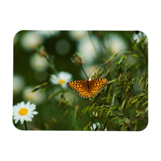 Íman Borboleta Fritilar do Pacífico (Horizontal)