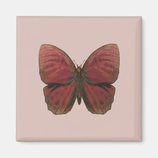 Íman Borboleta Galo Vermelho (Frente)