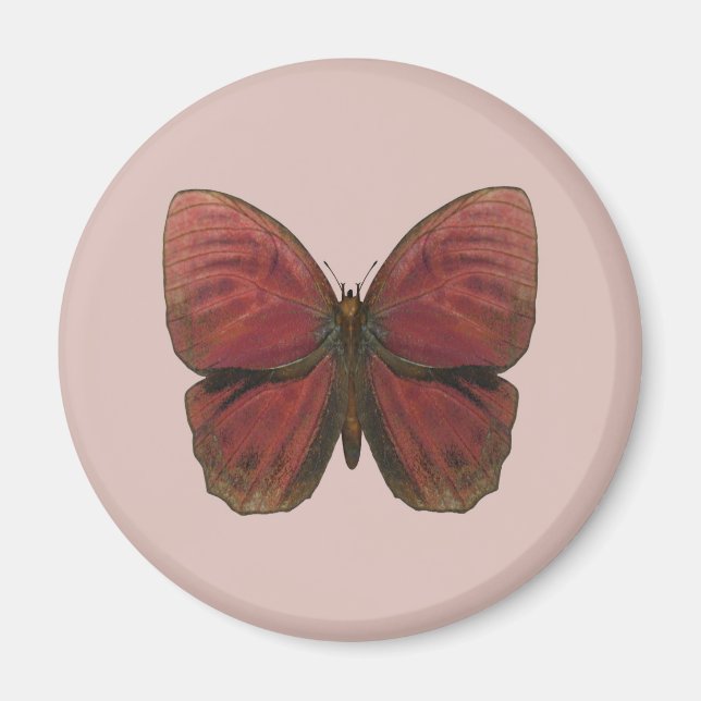 Íman Borboleta Galo Vermelho (Frente)