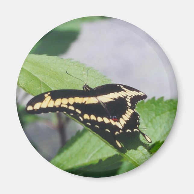 Íman Borboleta gigante Swallowtail - ímã (Frente)