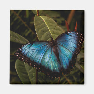 Íman Borboleta grande, linda, azul