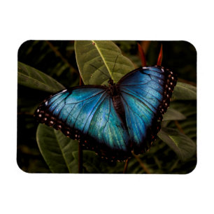 Íman Borboleta grande, linda, azul