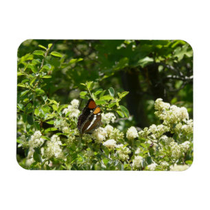 Íman Borboleta Irmã da Califórnia em Yosemite