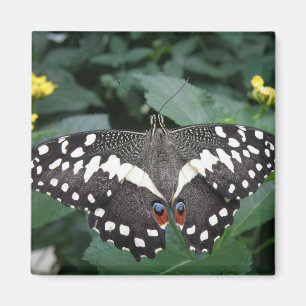 Íman Borboleta limão e flores Magnet