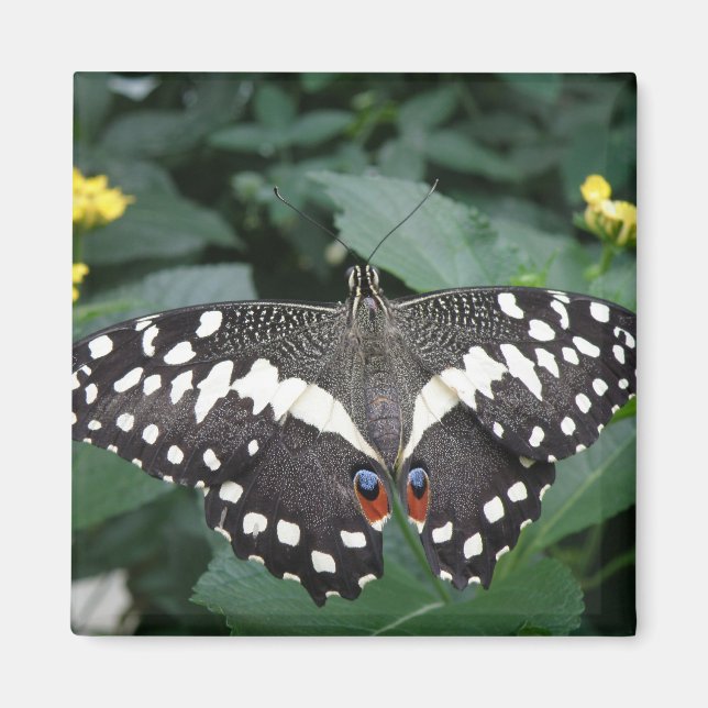 Íman Borboleta limão e flores Magnet (Frente)