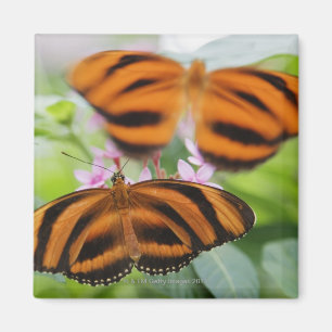 Íman Borboleta longa 2 da asa da zebra