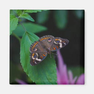 Íman Borboleta manchada