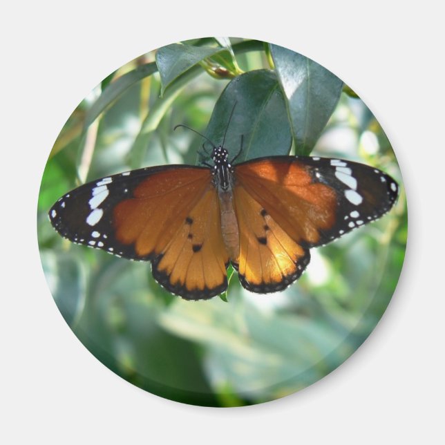 Íman Borboleta Monarca (Frente)