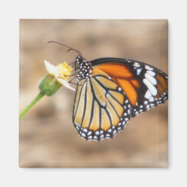 Íman Borboleta Monarca (Frente)