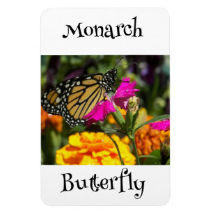 Íman Borboleta Monarca