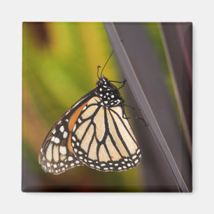 Íman Borboleta Monarca em Agave