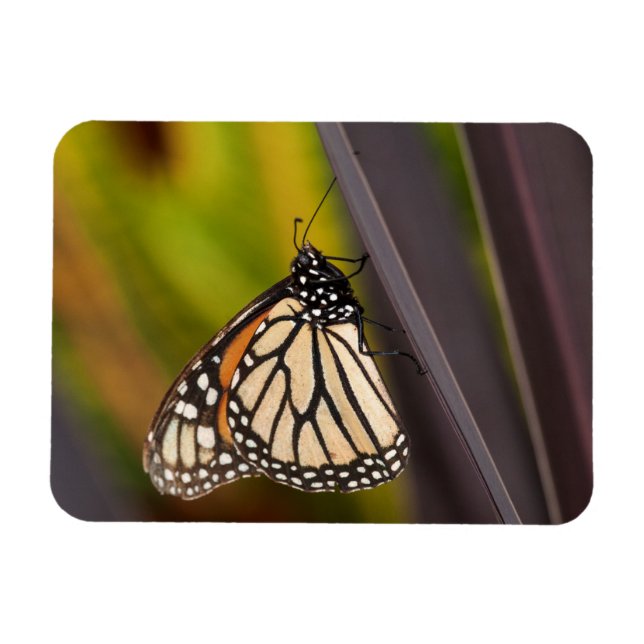 Íman Borboleta Monarca em Agave (Horizontal)