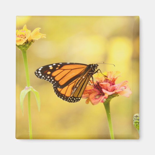 Íman Borboleta Monarca na Zinnia (Frente)