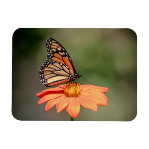 Íman Borboleta Monarca numa flor de laranja