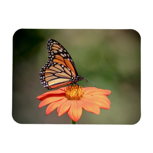 Íman Borboleta Monarca numa flor de laranja (Horizontal)