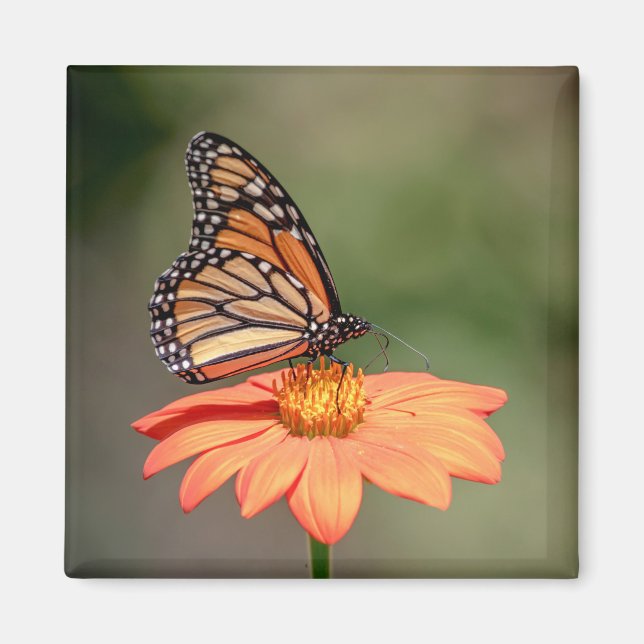 Íman Borboleta Monarca numa flor de laranja (Frente)