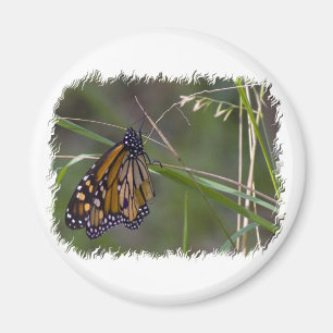 Íman Borboleta Monarch na Grama