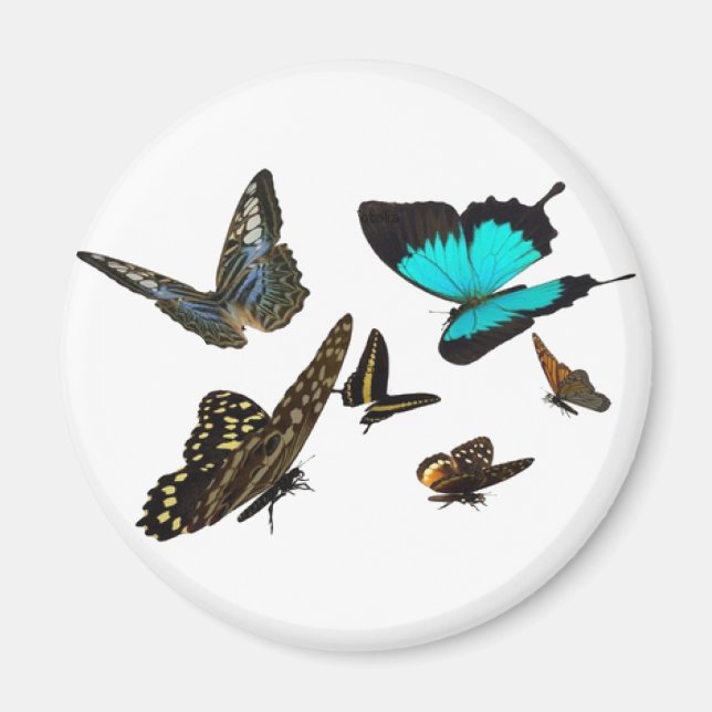 Íman Borboleta múltipla (Frente)