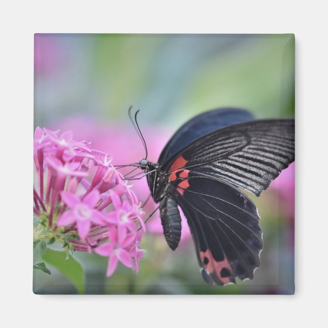 Íman Borboleta na flor (Frente)