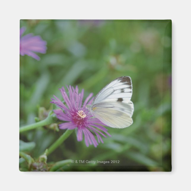 Íman Borboleta na flor (Frente)