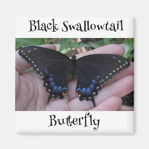 Íman Borboleta Negra