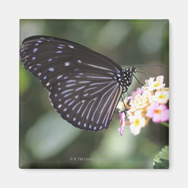 Íman Borboleta negra e azul sobre flores (Frente)