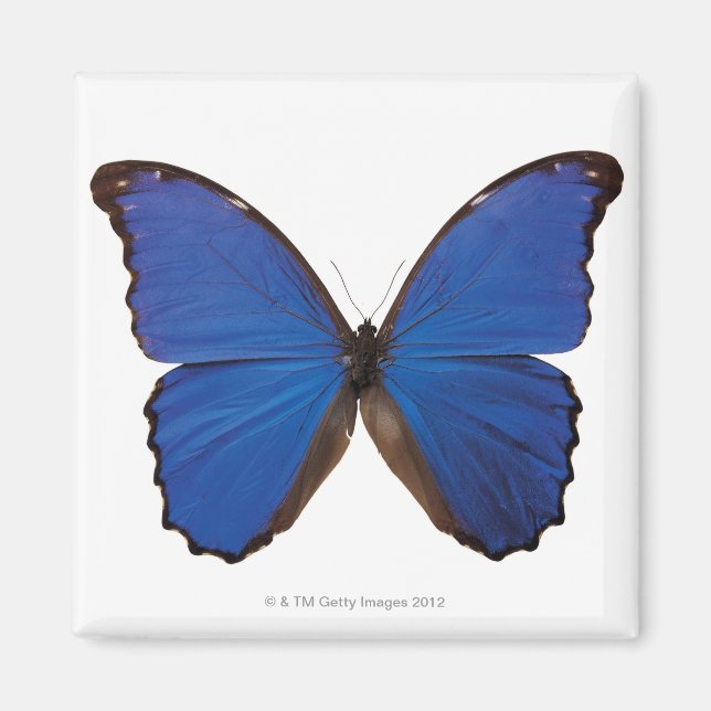 Íman Borboleta Nestira Marpho (Frente)