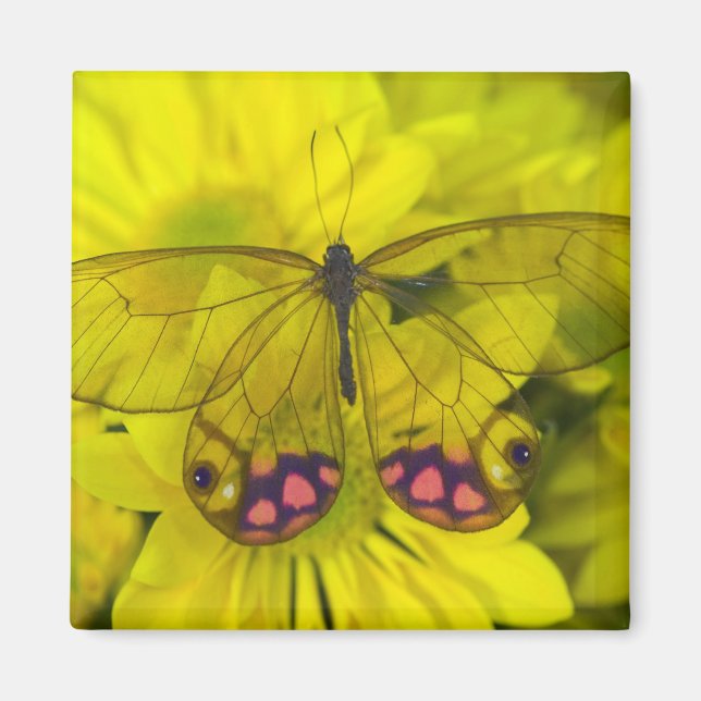 Íman Borboleta no Amarelo (Frente)