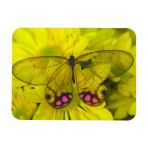 Íman Borboleta no Amarelo