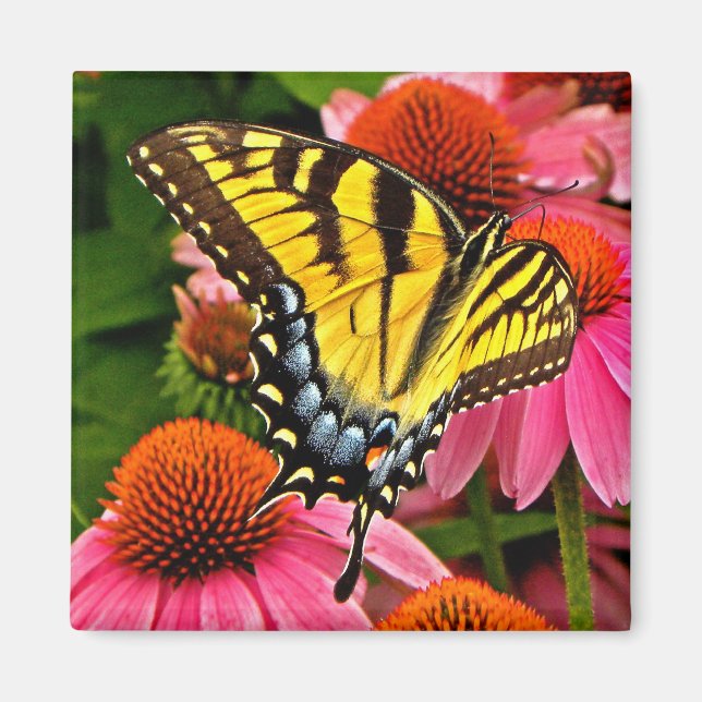 Íman Borboleta no Flor v22 Magnet (Frente)