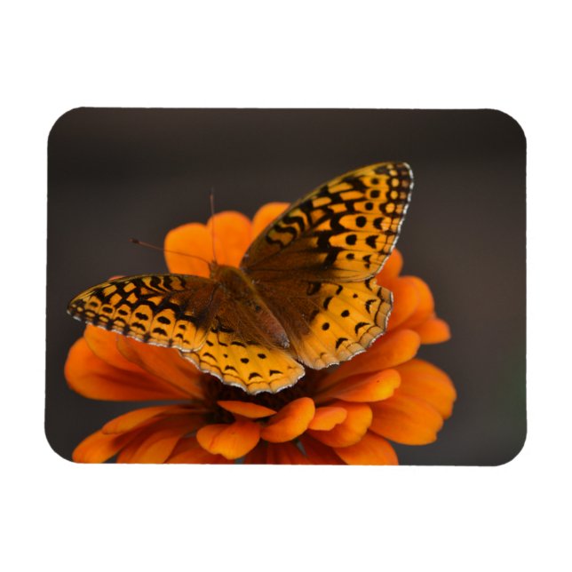 Íman Borboleta No Magnet Da Zinnia (Horizontal)