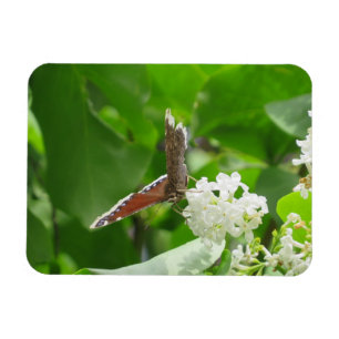 Íman Borboleta no Primavera Lilac Magnet