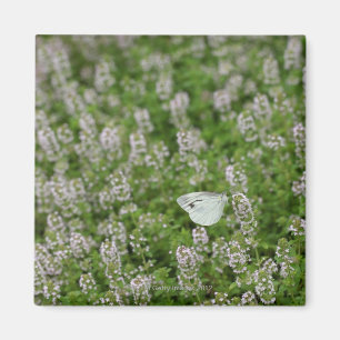 Íman Borboleta no tomilho de rastejamento